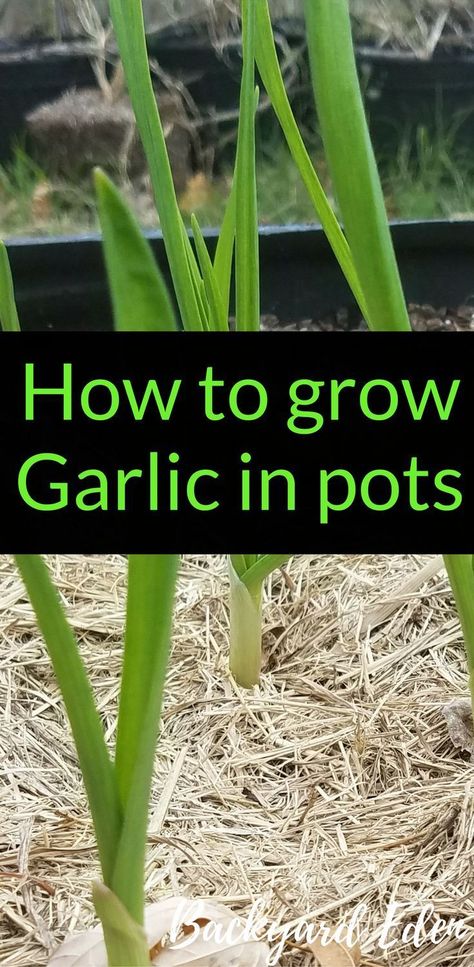 How to grow Garlic in pots | Growing Garlic in pots | Container Gardening | Container Gardening Tips | Backyard-Eden.com #herbgardening Growing Garlic In Pots, Garlic Growing, Gemüseanbau In Kübeln, Grow Garlic, Indoor Vegetables, Aesthetic Header, Vertical Vegetable Garden, Container Garden Design, Growing Garlic