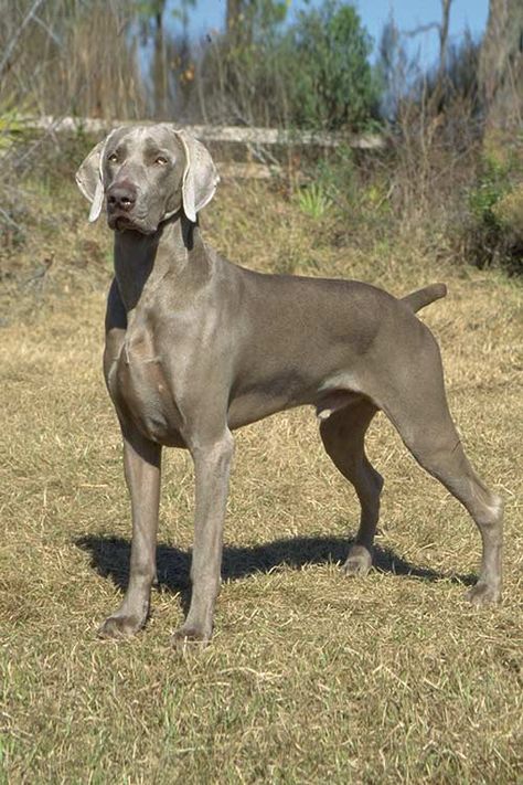 Weimaraner Dog -Developed early 1800s, the Weimaraner (WY-mah-rah-ner ). The key figure of the Weimaraner’s early history was Germany’s Grand Duke Karl August, who held court in the town of Weimar. The duke, like so many European nobles of the age, was an avid sportsman. His dream was to develop the perfect hunting dog. In pursuit of this ambition, he is said to have crossed Bloodhounds with various German and French hunting dogs. The result was the Weimar Pointer, or Weimaraner. Hunting Dogs Breeds, Weimaraner Puppies, Dog Hunting, Akc Breeds, Weimaraner Dogs, Bird Hunting, Hunting Dog, Dream Dog, Bird Dogs