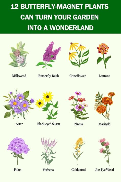 These 12 Butterfly-Magnet Plants Can Turn Your Garden Into A Wonderland Backyard Wildflower Garden Flower Beds, Flowers For Butterfly Garden, Butterfly Garden Flowers, Butterfly Attracting Flowers, Florida Butterfly Garden Design, Florida Butterfly Garden, Butterfly Garden Ideas, Plants For Butterflies, Butterfly Nectar