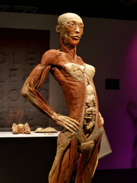 Real Bodies Exhibition | NEC, Birmingham | jacquemart | Flickr Tragic Characters, Human Body Exhibit, Skeleton Reference, Grotesque Art, Enjoy Studying, Inside Human Body, Junggi Kim, Bodies Exhibit, Medical Artwork