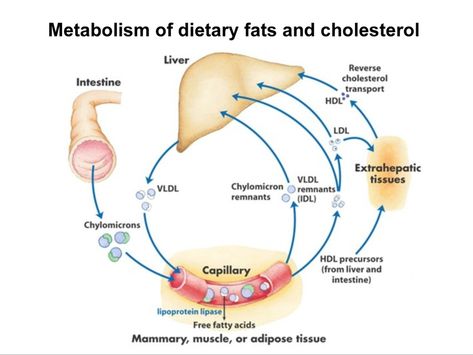 Lipid Metabolism, Hdl Ldl, Acetyl Coa, Blood Plasma, Medical Studies, Adipose Tissue, Circulatory System, Cardiovascular Disease, Biochemistry