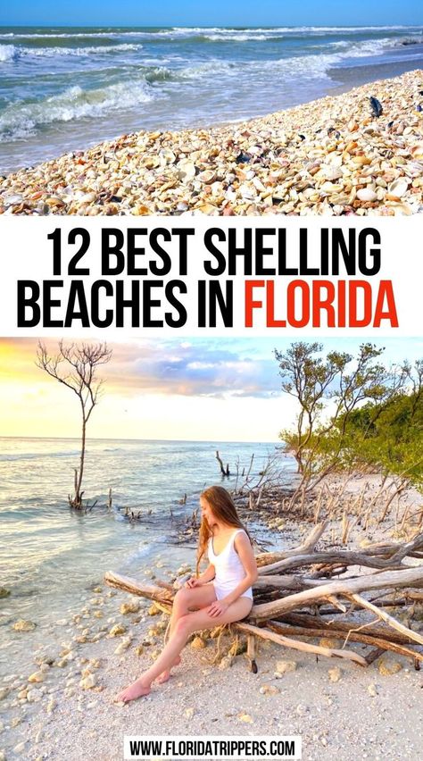 12 Best Shelling Beaches in Florida Best Shelling Beaches, Best Florida Beaches, Best Beaches In Florida, Florida Vacation Spots, Beaches In Florida, Best Beach In Florida, Florida Travel Destinations, Shell Island, Pretty Beach