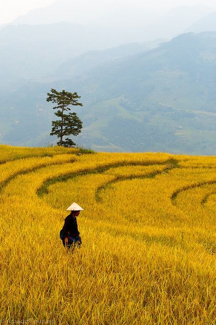 Yellow rice fields in Xín Mần, Northeast Vietnam by Arnaud Foucard, via Flickr Vietnam Voyage, Yellow Rice, Rice Fields, Image Nature, Halong Bay, Vietnam Travel, Mongolia, Hanoi, Travel Around The World