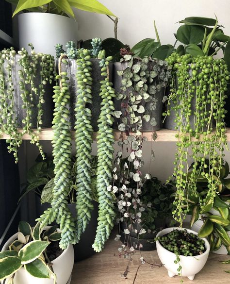 #succulents #homedecor #guide #succulentlove #gardening #onlineshopping #buynow #gardendesign #gardeningtips #shop House Plant Decor, Plants 101, Natural Interiors, Plant Inspiration, Plant Arrangements, Mealy Bugs, Plant Wishlist, نباتات منزلية, House Vibes