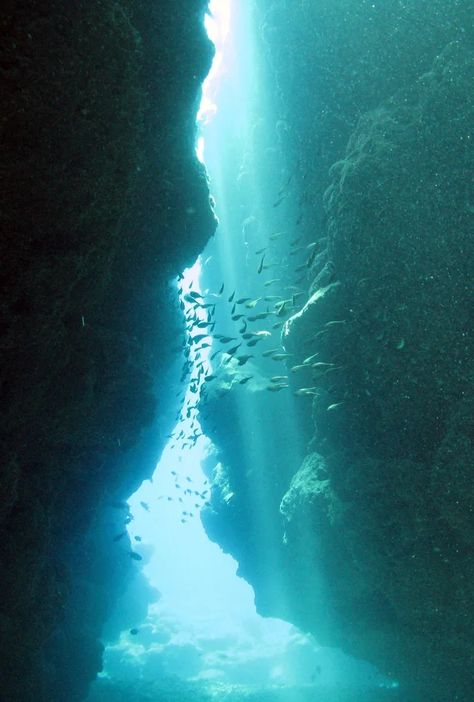 No Ordinary Girl, Life Under The Sea, Ocean Vibes, Fish Swimming, Underwater World, World Of Color, Ocean Life, Ocean Beach, Deep Sea