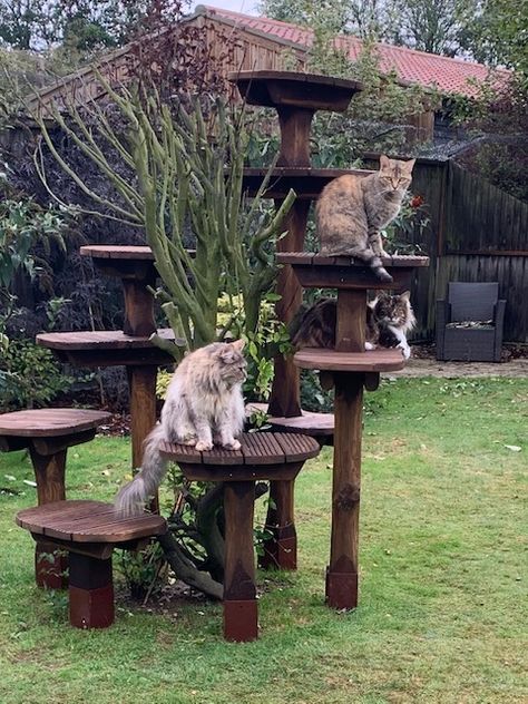 Outdoor Cat Lounge, Outdoor Cat Climber, Outdoor Cat Garden Ideas, Outdoor Cat Tree Ideas, Outside Cat Tree, Cat Area Outside, Outdoor Cat Perch, Backyard For Cats, Garden Cat House