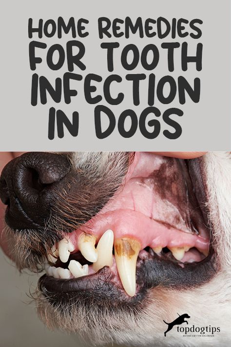 Antibiotics For Dogs, Dog Teeth Care, Tooth Infection, Dog Dental Health, Remedies For Tooth Ache, Dog Remedies, Dog Teeth Cleaning, Teeth Health, Dog Dental