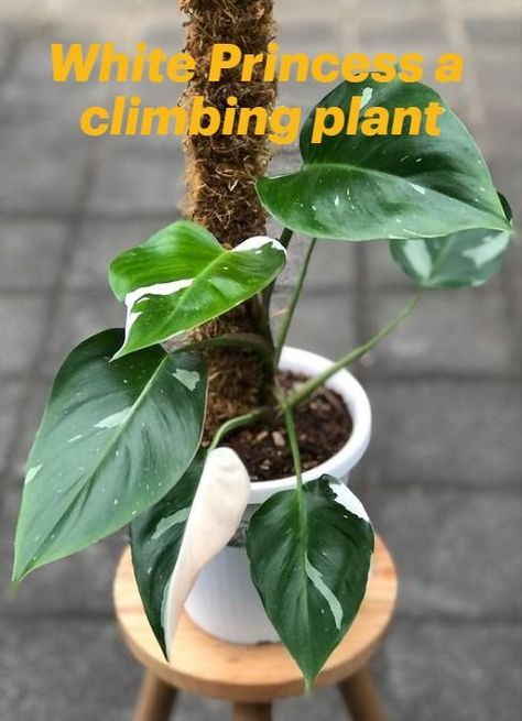 Is the Philodendron White Princess a climbing plant? White Princess Plant, White Princess Philodendron, Monstera Deliciosa Care, Philodendron Erubescens, Propagation Tips, Philodendron White Princess, Philodendron Care, Princess Philodendron, Moss Pole