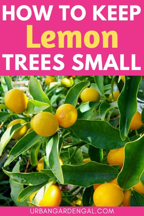 Small lemon tree Container Lemon Tree, How To Grow A Lemon Tree In A Pot, How To Prune A Lemon Tree, How To Grow Lemons From Seeds, Small Lemon Tree, Lemon Growing, Prune Lemon Tree, Growing Lemons, Lemon Tree Potted