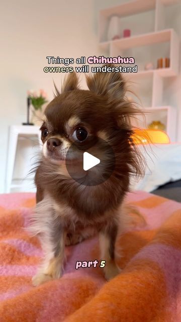 Lou The Chihuahua, Long Hair Chihuahua Grooming Styles, Big Short Hair, Longhaired Chihuahua, Great Dane Size, Long Hair Chihuahua, Chihuahua Owner, Cute Small Dogs, Chihuahua Funny