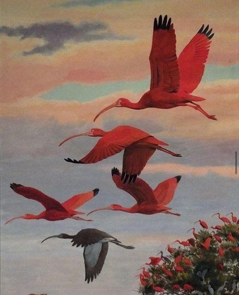 Craig Kosak, Art Mini Toile, Scarlet Ibis, Daily Painters, Digital Museum, John James Audubon, Daily Painting, Beginner Painting, Arte Animal