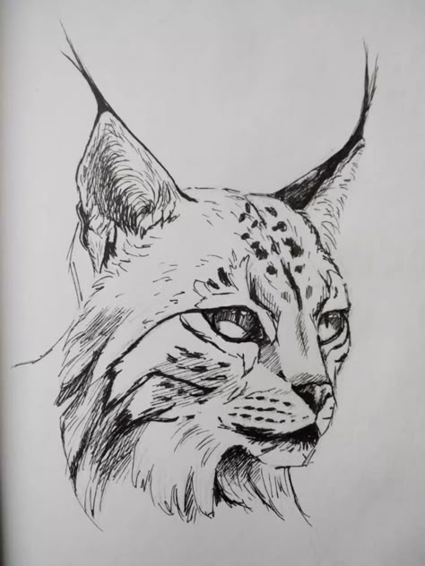 Cool Animal Sketches, Lynx Drawing Sketch, Edgy Drawings Aesthetic, Lynx Cat Drawing, Sketch Ideas Animals, Cool Animal Drawings, Lynx Sketch, Lynx Drawing, Lynx Tattoo