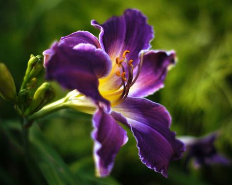 purple | stargazer lily | flower Purple Lilly, Purple Tiger Lily Tattoo, Blue Stargazer Lily, Lily Purple, Stargazer Lily Aesthetic, Lily Flower Purple, Purple Flower Names, Purple Lily, Stargazer Lily