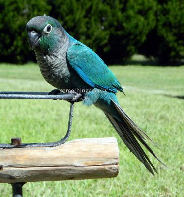 Turquoise Green Cheek Conure Turquoise Conure, Turquoise Green Cheek Conure, Conure Bird, Green Cheek Conure, Conure Parrots, Colorful Parrots, Funny Birds, Exotic Birds, Turquoise Green