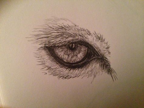 Quick sketch of a mountain lion eye. Used only a 1B graphite pencil. Lion Eyes Drawing, Lions Eyes Drawing, Lion Drawing Side View, Sketch Of Lion Face, Mountain Lion Drawing, Mountain Lion Anatomy, Draw A Lion, Lion Eyes, Eye Sketch