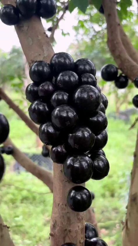 Science girl on X: "Can you explain what this is ? https://t.co/zPYsFDoeex" / X Brazilian Fruit, Grape Tree, Grape Plant, Grapes Wine, Science Girl, The Fruit, Fruit Trees, South America, Planting