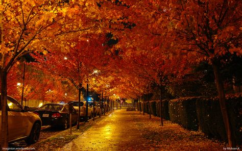 #Vancouver #Travel #SeasonsOfVancouver #Autumn Vancouver November, Autumn In Vancouver, Vancouver Wallpaper, Canyon Lights Vancouver, Snowy Vancouver, Vancouver Sunset, Street Background, A Street Prints, Art Studio Design