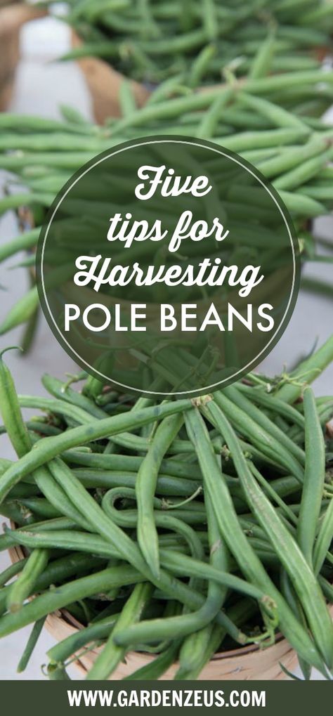 Pole Beans Growing, Pole Bean Recipes, Pole Beans Recipe, Bean Trellis, Snap Beans, Seed Starter Kit, String Beans, Essential Woodworking Tools, String Bean