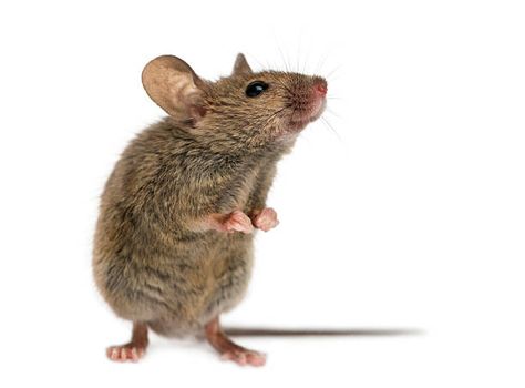 589 Field Mouse Photos and Premium High Res Pictures - Getty Images Mouse Standing Up, Mouse Reference Photo, Mouse Looking Up, Mouse Drawing Reference, Mouse Anatomy, Mouse Reference, Mouse Standing, Mouse Drawings, Mouse Images