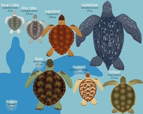 What is the Largest Sea Turtle? A Sea Turtle Size Comparison Chart | Smithsonian Ocean Marine Biology Sea Turtles, Infant Classroom Decorations, Turtle Species, Giant Sea Turtle, Sea Turtle Species, Turtle Facts, Med Vet, Loggerhead Sea Turtle, Turtle Baby