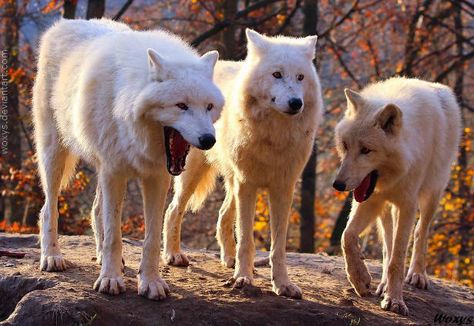 Origin (unedited version) | Laughing Wolves | Know Your Meme Wolf Meme, Funny Wolf, Laugh Meme, Funny Poses, 웃긴 사진, White Wolf, Funny Animal Pictures, Dog Memes, 귀여운 동물