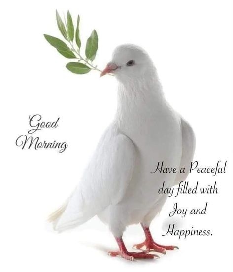 Morning Dove, Nice Good Morning Images, Morning Massage, Good Morning Massage, Beautiful Morning Quotes, Morning Nature, Morning Quote, Happy Birthday Wishes Images, Good Morning Nature