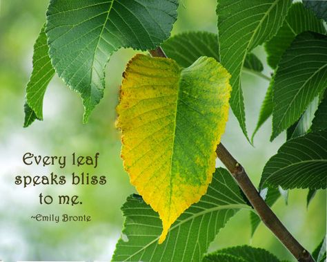 Emily Bronte quote about leaves Quotes About Leaves Nature, Quotes On Leaf, Leaf Quotes Leaves, Leaves Quotes Nature, Leaf Quotes Nature, Leaf Captions For Instagram, New Leaf Quotes, Quotes About Leaves, Leaf Quote