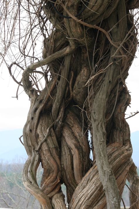 Vines On Trees, Curvilinear Art, Vine Structure, Tree Vines, Vine Tree, Wisteria Vines, Plants Vines, Vine Plants, Wisteria Vine