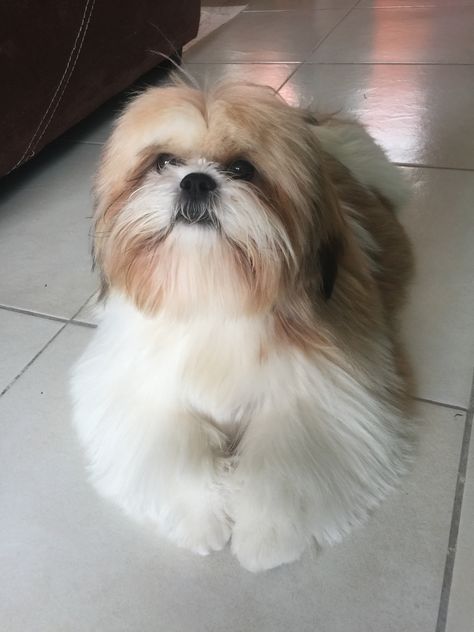 My baby Tito ❤️❤️❤️ Dog Grooming Shih Tzu, Shih Tzu Puppy Cut, Pretty Puppies, Shih Tzu Haircuts, Perro Shih Tzu, Shih Tzu Grooming, Shitzu Puppies, Puppy Cut, Dog Haircuts