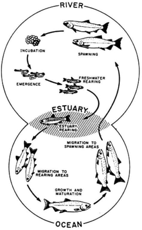 Salmon Life Cycle, Fish Life Cycle, Ag Education, Salish Sea, Summer Science, Ocean Science, Ocean Activities, Ielts Writing, Montessori Ideas