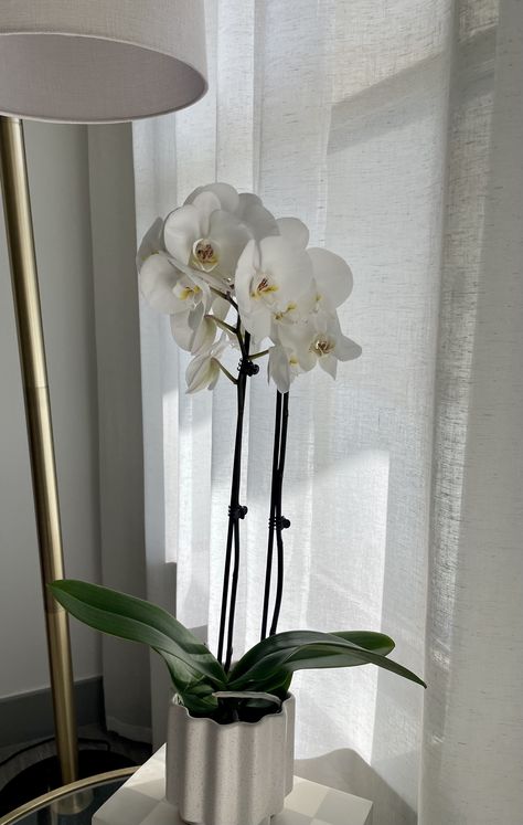 Apartment decor, apartment inspo, home decor, orchid, white orchid, plants, greenery, flowers, linen curtains, gold brass lamp, fluted pot, checkered box. Orchid In Bedroom, Orchid Room Decor, Orchid Decor Living Room, Orchid Aesthetic, Flower Room Decor, Greenery Flowers, Orchid White, Orchid Plants, Room With Plants