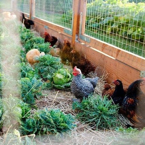 Chicken Feeders, Chicken Treats, Chicken Garden, Keeping Chickens, Building A Chicken Coop, Chicken Coop Plans, Backyard Chicken Coops, Have Inspiration, Chicken Diy