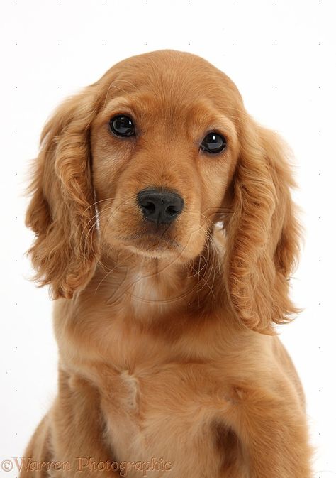 Golden Cocker Spaniel Puppies, Nice Animals, Golden Cocker Spaniel, Golden Cocker, Dream Puppy, Cocker Spaniel Puppy, Mark Taylor, Spaniel Puppies For Sale, Lovely Person