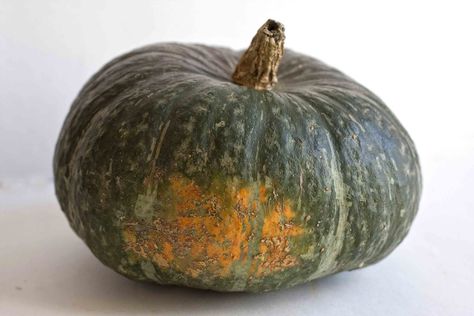 ... Kabocha Squash Recipe, Winter Squash Varieties, Kohlrabi Recipes, Buttercup Squash, Squash Varieties, Squash Puree, Sweet Dumplings, Baked Squash, Squash Seeds