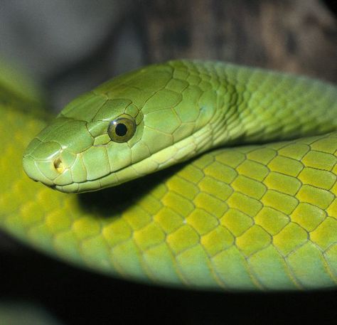 Green Mamba - snaketype.com Crocodile Species, Green Mamba, Mamba Snake, Green Anaconda, Snake Facts, Cool Snakes, Snake Lovers, Snake Venom, Cute Reptiles