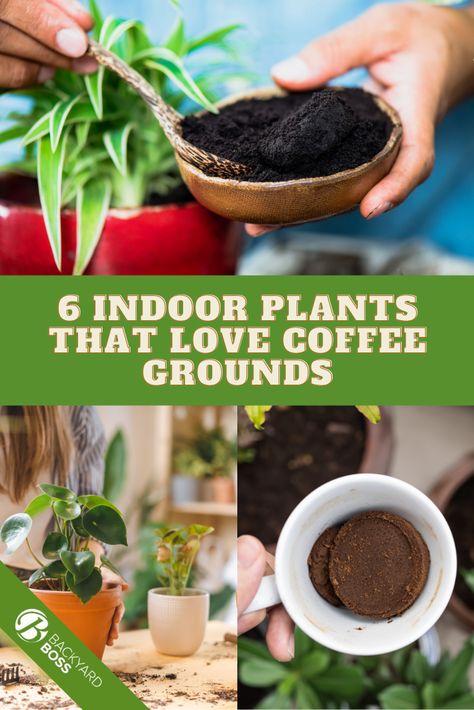 Do you have coffee grounds lying around? Well, don't toss them out! Here are six plants that love coffee grounds as a soil amendment. Coffee Grounds For Plants Indoor, How To Use Coffee Grounds In Plants, Plants That Like Coffee Grounds, Used Coffee Grounds, Used Coffee Grounds Uses, Plants That Love Coffee Grounds, Coffee Grounds In The Garden, What Plants Like Coffee Grounds, Coffee Grounds For Plants