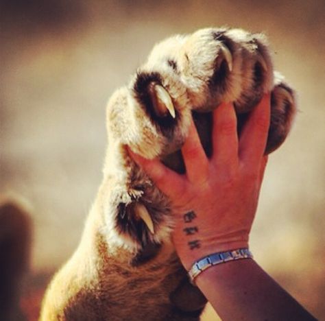 Lion Paw Drawing, Lion Paws Reference, Cowardly Lion Aesthetic, Lion Shifter Aesthetic, Lion Paw Tattoo, Lion Aesthetic Female, Narnia Moodboard, Lion Asethic, Cute Lions Aesthetic