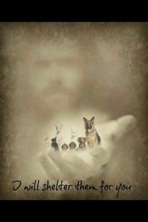 Pet Remembrance, Animal Quotes, Pet Loss, Dog Quotes, The Palm, Shih Tzu, I Love Dogs, Dog Life, Pitbull