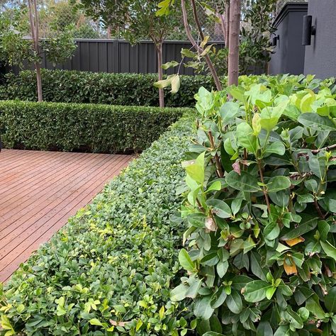 @davidbaptistegardendesign shared a photo on Instagram: “Hedge layers using Murraya and Viburnum with trees of Tuckeroo - Leabrook.  Garden maintenance by: @dbbotanic  #gardendesign…” • Jul 8, 2020 at 4:07am UTC Murraya Hedge Garden Design, Murraya Paniculata Hedge, Murraya Hedge, Viburnum Hedge, Cotoneaster Lucidus, Ornamental Pear Tree, Fish Hoek, Pool Landscape, Garden Inspo