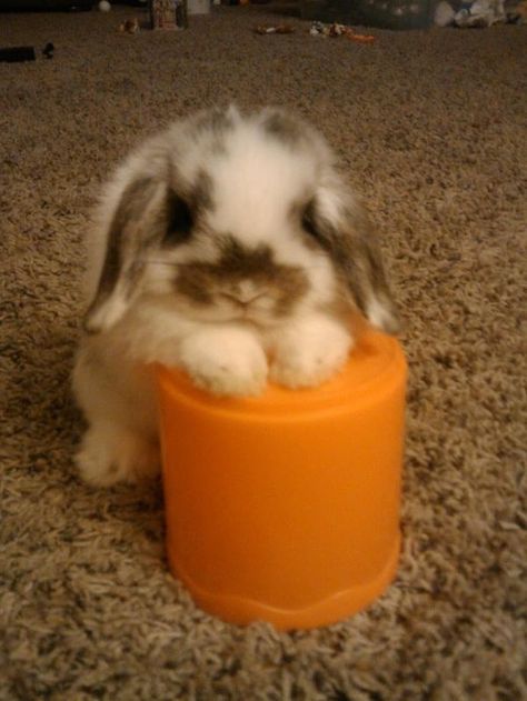 1000+ ideas about Mini Lop Rabbit on Pinterest | Mini lop, Holland ... Lop Bunnies, Holland Lop Bunnies, Mini Lop, Holland Lop, Pet Bunny, Bunny Pictures, Funny Bunnies, Baby Bunnies