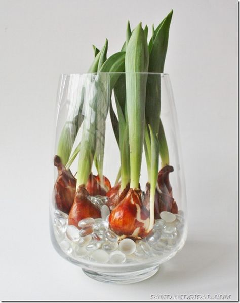 How to Force Tulip Bulbs in Water Tulips Indoors, Bulbs In Water, Tulip Bulbs, Deco Floral, Ikebana, Garden Seeds, In Water, Green Thumb, Tulips