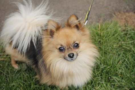 Pomeranian Rescue, Rehome Dog, Dog Pomeranian, Pom Dog, Largest Dog, Pom Pom Baby, Living With Cats, Dogs Trust, Rescue Dog