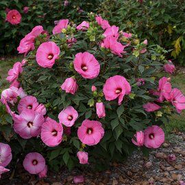 Perennial Hibiscus Plant, Hibiscus Garden Landscaping Front Yards, Hibiscus Shrub, Hibiscus Bush, Rose Mallow, Hardy Hibiscus, Drought Tolerant Perennials, Garden Remedies, Best Perennials