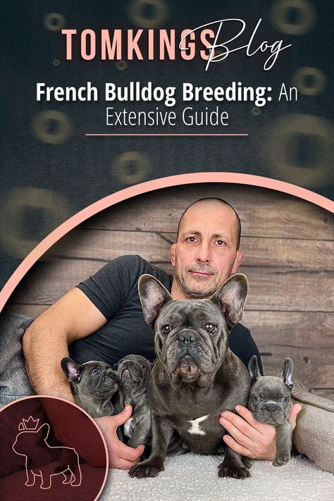 French Bulldog Breeding, French Bulldog Care Tips, French Bulldog Necessities, Breeding French Bulldogs, French Bulldog Prices, Puppy Announcement, French Bulldog Breeders, Puppy Development, Whelping Box