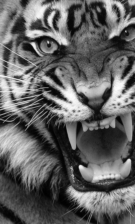 Tiger Fotografie, Tiger Spirit Animal, Minimal Trend, Tiger Photography, Angry Tiger, Angry Animals, Tiger Drawing, Tiger Wallpaper, Tiger Pictures