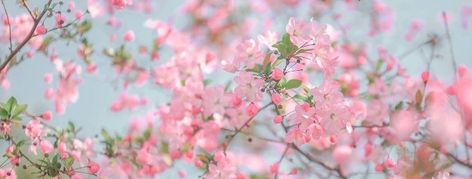 Coquette Tumblr Header, Flower Facebook Cover Photos, Pink Cover Photo Aesthetic, Pink Facebook Cover Photos, Minimal Banner Design, Cottagecore Banner, Spring Header, Facebook Cover Photos Flowers, Earn Money From Youtube