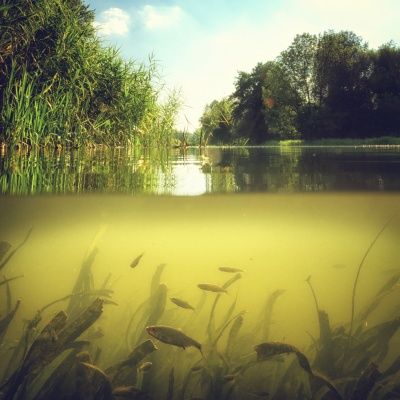 Jeremy Wade, Cypress Swamp, River Monsters, Florida State Parks, Visit Florida, Palm Beach Gardens, Under Water, West Palm Beach, West Palm