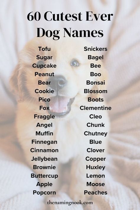 Cute Unique Dog Names, Cute Dog Names Unique, Dog Name List, Puppy Names Unique, Unique Dog Names, Dogs Names List, Cute Dog Names, Cute Animal Names