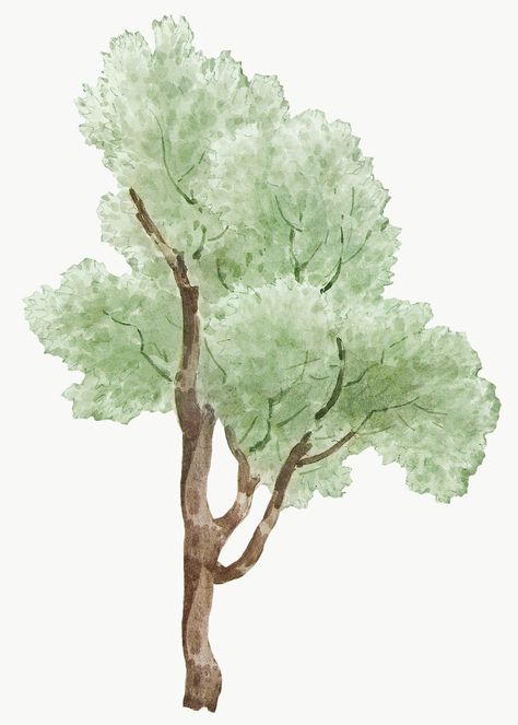 Hand drawn watercolor green tall tree design element | premium image by rawpixel.com Tall Tree Drawing, Tree Watercolor, Watercolor Green, Png Vintage, Tree Png, Tree Tree, Watercolor Tree, Vintage Tree, Tall Trees