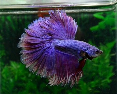 Betta purple (roxo) Fish Beta, Betta Fish Types, African Cichlids, Beta Fish, Cool Fish, Aquarium Ideas, Fb Cover, Pet Fish, Exotic Fish